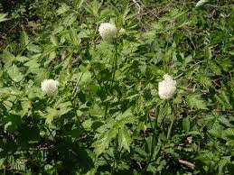 Image result for Christophskraut