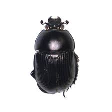 Attēlu rezultāti vaicājumam “Geotrupes”