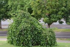 Attēlu rezultāti vaicājumam “Morus alba”