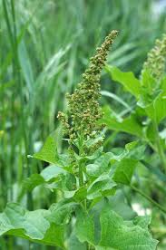 Attēlu rezultāti vaicājumam “Chenopodium bonus-henricus leaf”