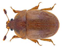 Attēlu rezultāti vaicājumam “Cychramus variegatus”