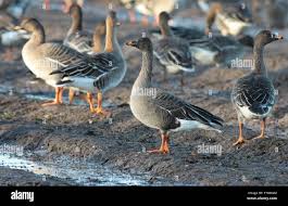 Attēlu rezultāti vaicājumam “Anser serrirostris”