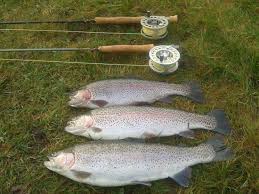 Image result for Braintree Sea Angling Club