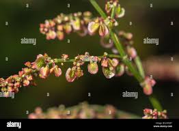 Attēlu rezultāti vaicājumam “Rumex acetosa bud”