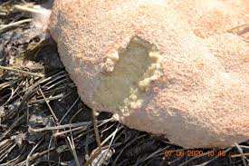 Attēlu rezultāti vaicājumam “Fuligo leviderma plasmodium”