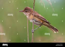 Image result for Acrocephalus arundinaceus