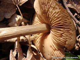 Attēlu rezultāti vaicājumam “Entoloma vernum”