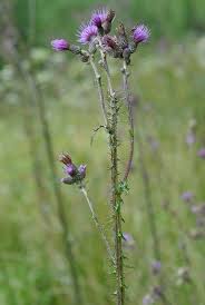 Attēlu rezultāti vaicājumam “Cirsium palustre flower”