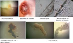 Attēlu rezultāti vaicājumam “Cribraria costata spores”