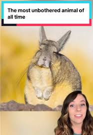 Image result for viscacha