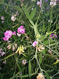 Attēlu rezultāti vaicājumam “Lathyrus palustris bud”