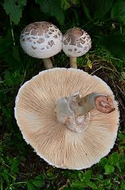 Attēlu rezultāti vaicājumam “Macrolepiota rhacodes”