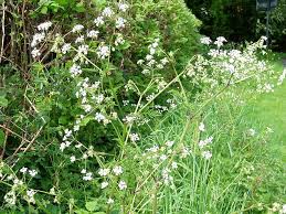 Attēlu rezultāti vaicājumam “Anthriscus sylvestris”