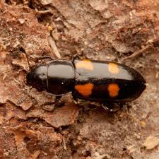 Attēlu rezultāti vaicājumam “Glischrochilus quadripunctatus”
