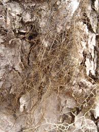 Attēlu rezultāti vaicājumam “Bryoria capillaris”