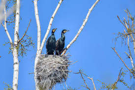 Attēlu rezultāti vaicājumam “Phalacrocorax carbo nest”