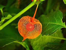 Attēlu rezultāti vaicājumam “Physalis alkekengi flower”