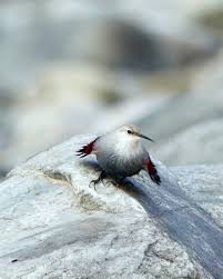 Image result for Tichodroma muraria