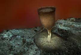 Attēlu rezultāti vaicājumam “Craterium minutum young”