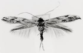 Attēlu rezultāti vaicājumam “Bucculatricidae”