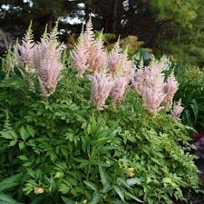 Attēlu rezultāti vaicājumam “Astilbe chinensis bud”