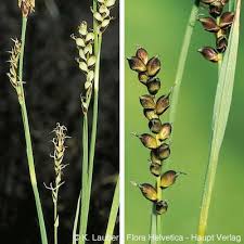 Attēlu rezultāti vaicājumam “Carex panicea”