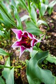 Attēlu rezultāti vaicājumam “Tulipa gesneriana flower”