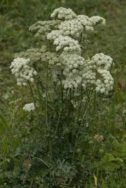 Attēlu rezultāti vaicājumam “Libanotis montana leaf”