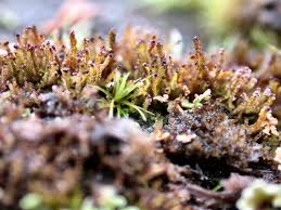 Attēlu rezultāti vaicājumam “Tritomaria exsectiformis”