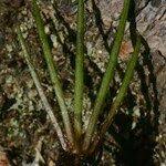 Attēlu rezultāti vaicājumam “Isoetes lacustris leaf”