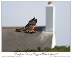 Attēlu rezultāti vaicājumam “Pernis apivorus”