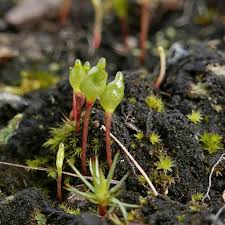 Attēlu rezultāti vaicājumam “Buxbaumia aphylla sporophyte”