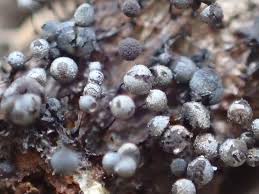 Attēlu rezultāti vaicājumam “Collaria arcyrionema”