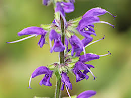 Image result for Salvia pratensis