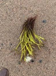 Attēlu rezultāti vaicājumam “Furcellaria lumbricalis”