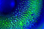 Contact lens photographic gallery