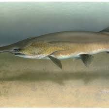 Image result for Polyodon spathula