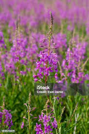 Attēlu rezultāti vaicājumam “Epilobium angustifolium”
