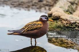 Attēlu rezultāti vaicājumam “Phalaropus fulicarius”