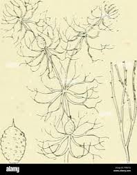 Attēlu rezultāti vaicājumam “Ceratophyllaceae”