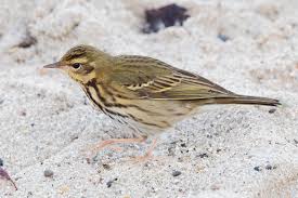 Image result for Anthus hodgsoni