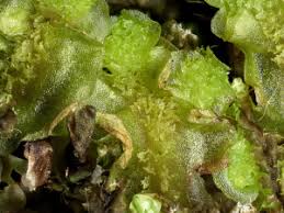 Attēlu rezultāti vaicājumam “Moerckia hibernica”