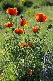 Image result for Papaver orientale