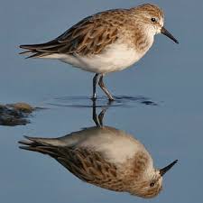 Attēlu rezultāti vaicājumam “Calidris minuta”
