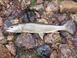 Image result for Salvelinus namaycush