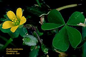 Attēlu rezultāti vaicājumam “Oxalidaceae”