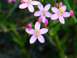 Attēlu rezultāti vaicājumam “Centaurium erythraea flower”