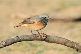 Attēlu rezultāti vaicājumam “Phoenicurus ochruros”