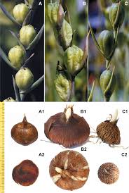 Attēlu rezultāti vaicājumam “Gladiolus imbricatus bud”