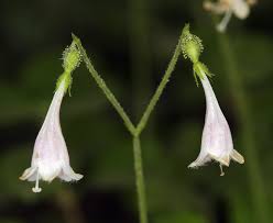 Attēlu rezultāti vaicājumam “Linnaea borealis flower”
